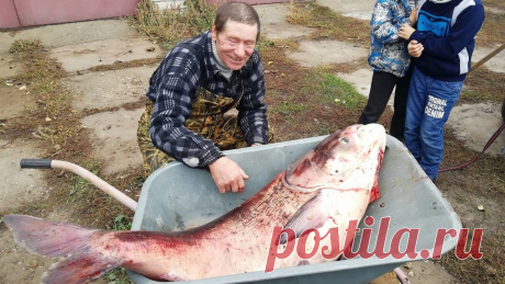 В РЯЗАНСКОМ РАЙОНЕ ПОЙМАЛИ РЫБУ ВЕСОМ В 49 КИЛОГРАММОВ Настоящую царь-рыбу выудил из Оки житель Полян Алексей Макаров. Мужчина, рыбак с солидным стажем, мирно предавался своему хобби близ Заокского, где и попался ему великан-толстолобик. – Такое раз в жизни бывает! – не смог удержаться от эмоций Алексей...
