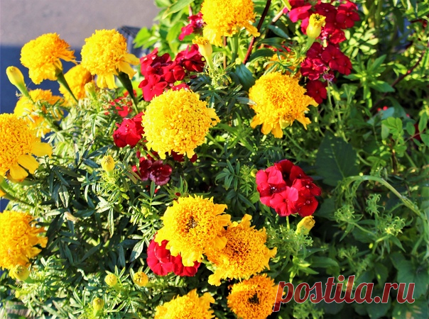 Доброй и солнечной всем субботы! Яркого и радостного выходного дня)))😊❤💛💚🌺