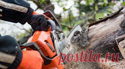 Адвокат Шалуба предупредила о штрафах за самовольный спил деревьев в СНТ. Адвокат, управляющий партнёр юркомпании Veritas Lex, эксперт по земельным спорам и вопросам с недвижимостью Наталья Шалуба предупредила о штрафах за самовольный спил деревьев в СНТ. Читать далее