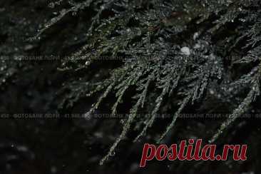 Closeup of beautiful frozen evergreen tree during dark cold snowy winter night. Nature background. Стоковое фото, фотограф Ilaronsia / Фотобанк Лори