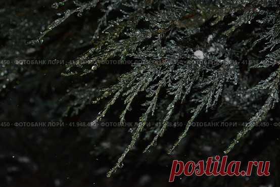 Closeup of beautiful frozen evergreen tree during dark cold snowy winter night. Nature background. Стоковое фото, фотограф Ilaronsia / Фотобанк Лори