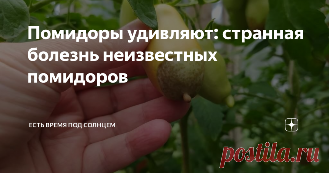 Помидоры удивляют: странная болезнь неизвестных помидоров Я уж думала, что меня в этом сезоне трудно удивить. Но помидоры удивляют. Недавно рассматривала помидоры и смеялась. А дело было так, как я уже рассказывала ранней весной, но не знала продолжения. Моя хорошая родственница много лет успешно выращивает помидоры в теплице. И дальше все фото — это сделаны у нее в огороде. И этот сезон уникальный и забавный во всех смыслах. Мои постоянные читатели уже знают, что весной у...