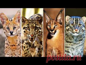 10 Самых Редких Диких Кошек! Кошачьи в Деле!