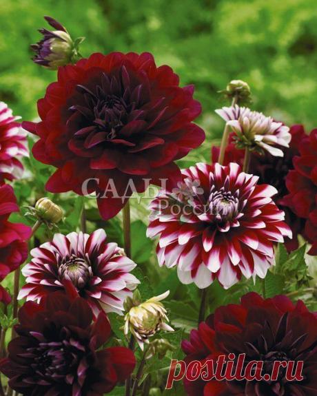 Набор Георгинов: Карма Наоми, Карма Инь-Ян - Набор георгинов - Луковичные, корневища - Саженцы почтой, семена почтой от НПО Сады России (Сад и огород). Продажа плодовых саженцев. Интернет-магазин саженцев. - Научно-производственное объединение «Сады России»