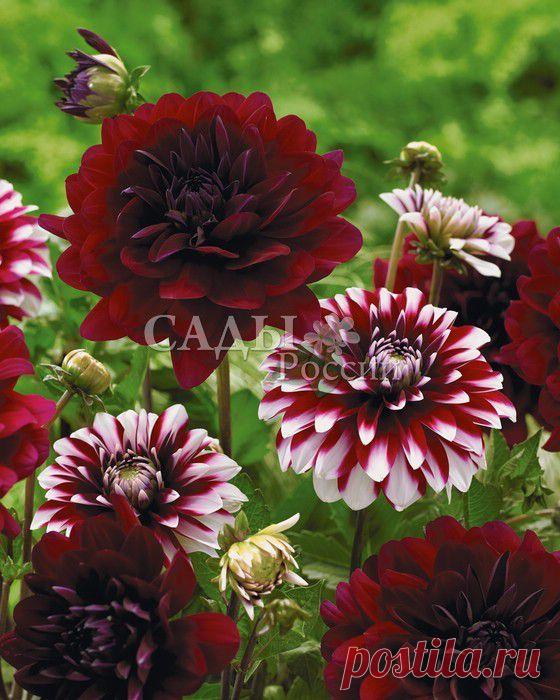 Набор Георгинов: Карма Наоми, Карма Инь-Ян - Набор георгинов - Луковичные, корневища - Саженцы почтой, семена почтой от НПО Сады России (Сад и огород). Продажа плодовых саженцев. Интернет-магазин саженцев. - Научно-производственное объединение «Сады России»