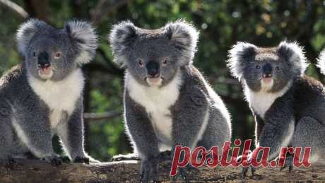 флора и фауна австралии – Google Поиск