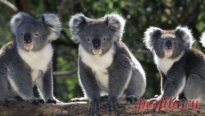 флора и фауна австралии – Google Поиск