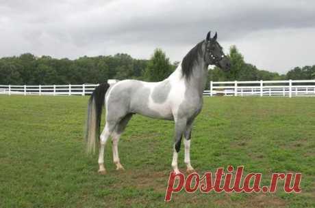 Stuntman's Star Of Magic, blue roan tobiano Tennessee  Walking Horse stallion   |  Pinterest • Всемирный каталог идей