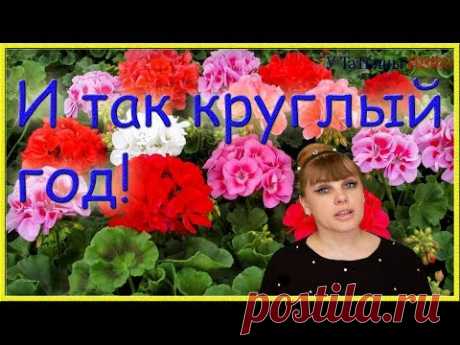 Секретный прием!!! Как сделать, чтобы ГЕРАНЬ цвела круглый год!