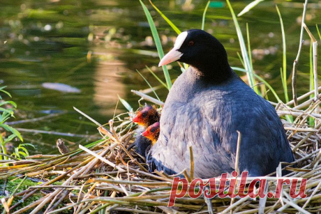 Птицы вокруг нас… НЕ ПОВТОРЯТЬ, ОПАСНО! Фотограф Сергей Клочев — Фотоискусство