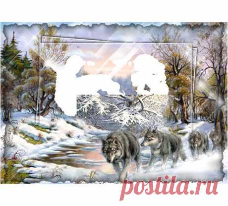 LoonaPix: Дикие волки