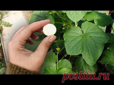 ОГУРЦЫ НИКОГДА НЕ БОЛЕЮТ, 40 ЛЕТ ПРИМЕНЯЮ ТОЛЬКО ЭТО! ДЕЛЮСЬ С ВАМИ СЕКРЕТОМ, ОГУРЦЫ КАК С КАРТИНКИ!