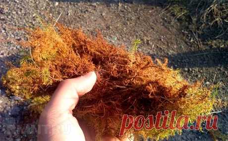 Конопатка швов сруба деревянного дома своими руками RMNT.RU