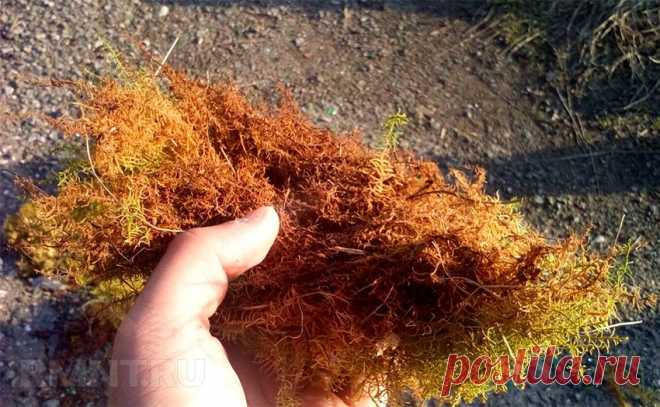 Конопатка швов сруба деревянного дома своими руками RMNT.RU