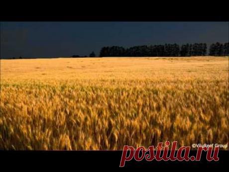 Feel Night of Japan Summer/Cricket Sound 12 hours - YouTube