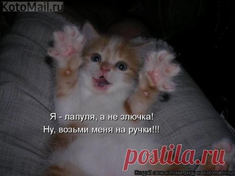 Я-лапуля!