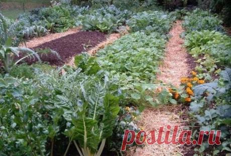 Овощи, которые следует посадить рядом друг с другом. Высокая урожайность гарантирована!