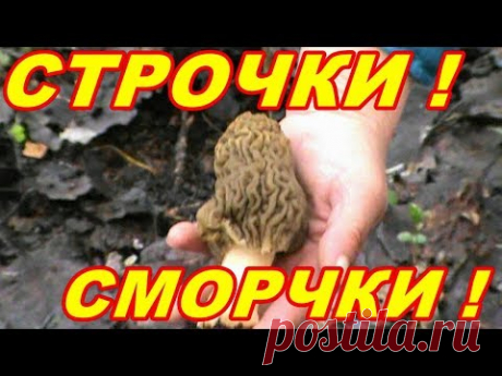 ГРИБЫ СМОРЧКИ СТРОЧКИ ! ГДЕ СОБИРАТЬ ! КАК ПРИГОТОВИТЬ ! - YouTube