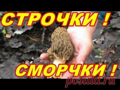 ГРИБЫ СМОРЧКИ СТРОЧКИ ! ГДЕ СОБИРАТЬ ! КАК ПРИГОТОВИТЬ ! - YouTube