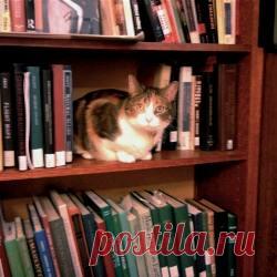 17 полезных советов для тех, у кого есть кошка За животными нужно ухаживать и убирать. Если вы являетесь хозяином кошки, то не понаслышке это знаете. 

Наличие этих животных в доме имеет как положительные, так и отрицательные стороны. 

Чтобы справляться с некоторыми проблемами, связанными с кошками, стоит знать некоторые секреты и хитрости.