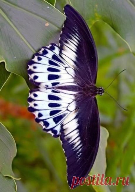 Fantástico Natureza,linda!!!