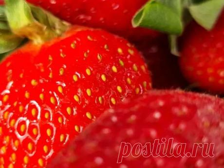 Почему некоторые дачники не знают проблем с долгоносиком: они обрабатывают клубнику этим средством. Сочные ягоды клубники рискуют стать добычей прожорливого долгоносика, но спасти их проще, чем кажется. Для этого достаточно знать несколько проверенных методов.  