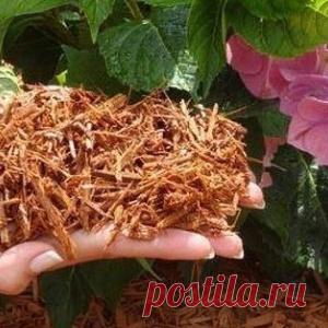 Борьба с сорняками «по-умному» - МирТесен