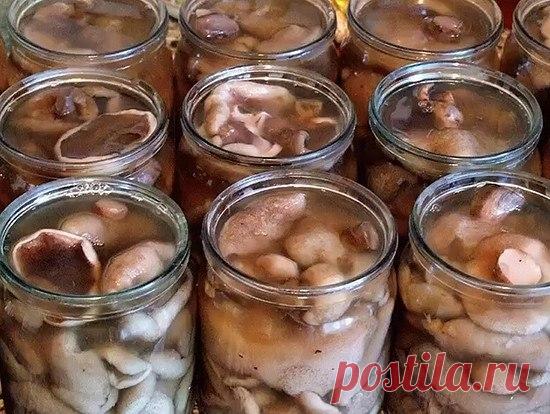 Как солить маслята. 
             
Продукты для засолки маслят 
Маслята - 1 килограмм 
Соль - 2 столовые ложки 
Вода - 1 стакан 
Перец горошком - 5 штук 
Гвоздика - 3 штуки 
Корица - 1 чайная ложка 
Лист чёрной смородины - 2 штуки 
                      
1. Маслята очистить, вымыть, отделить ножки от шляпок. 
2. Шляпки и ножки порезать на кусочки одинакового размера. 
3. Одну кастрюлю подготовить для шляпок, вторую - для ножек. 
4. В обе кастрюли налить воду, добавить соль...