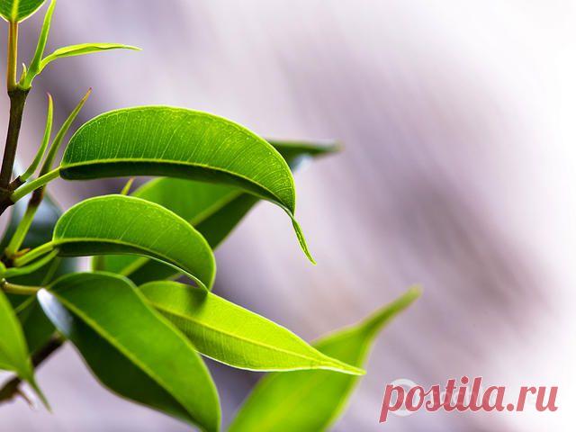 Фикус желтеет: как ему помочь | Цветочки