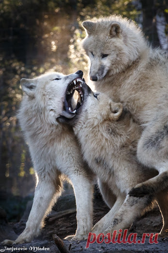 Arctic Wolf and Timber Wolf – Подборки – "Google+"