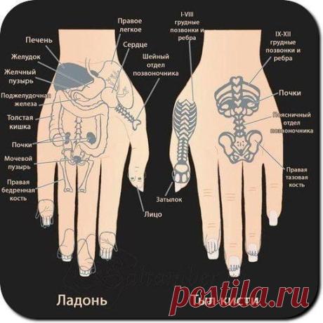 Ладонь