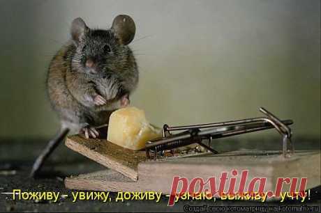 Поживу увижу