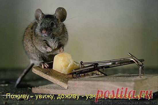 Поживу увижу