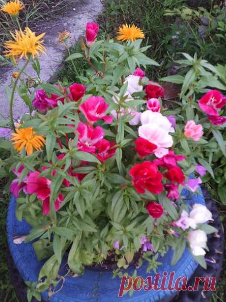 🌺Глубина души🌺 в стиле лабиринты знака и смысла🌺 🌺глубинка сказкой живёт 🌺 🌺под клумбу и резина подойдёт🌺 🌺и цвет подарком от небес 🌺 🌺букет живой и красок плеск🌺 🌺одарит чувства теплотой 🌺 🌺откроешь в сердце угол свой🌺 🌺цветов любимых дорогих 🌺 🌺одних единственных таких🌺 🌺которые всегда с тобой 🌺 🌺лучи посажены с душой🌺