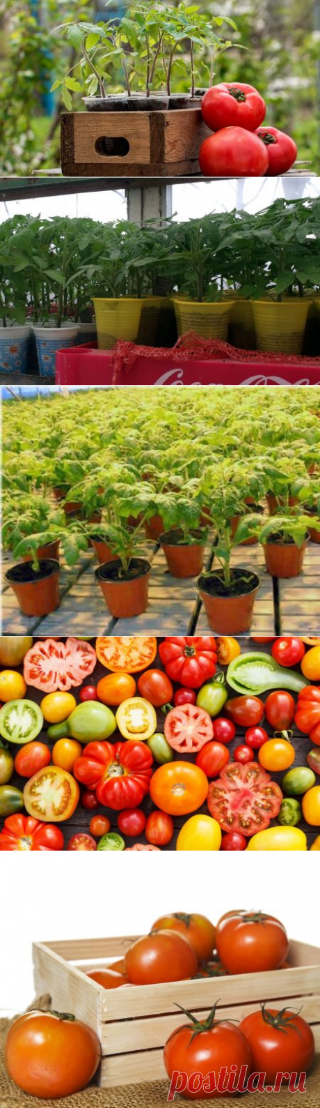 Сроки посадки помидор на рассаду в 2017 в средней полосе