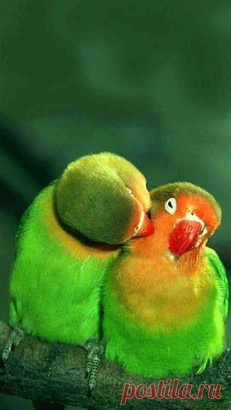 Скачать Обои - animals birds parrots | mobile9