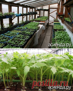 Бизнес на рассаде. Советы начинающим - рассада овощей, грунт для рассады, теплица, продажа рассады