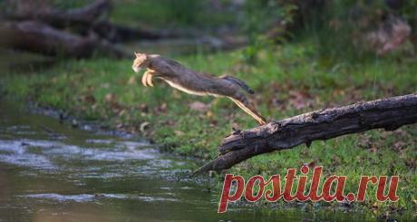 Камышовый кот (Felis chaus) 12 фото - Блог о Кошках Британской Породы