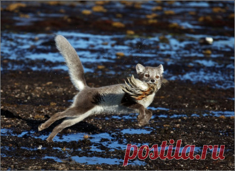 ZANSKAR :: Песец парящий.... :: Животные :: Галерея :: Клуб Foto.ru