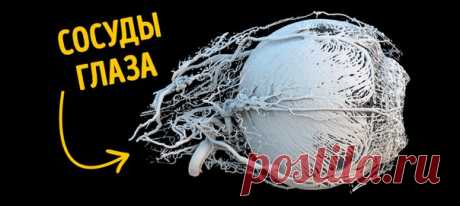 Такого вы еще не видели: