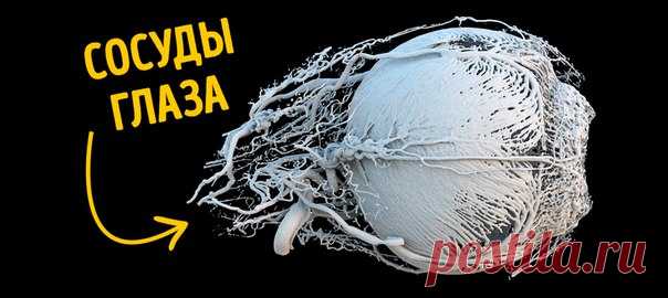 Такого вы еще не видели: