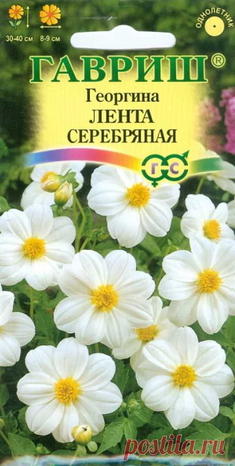 Георгина "Лента серебряная"