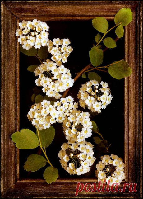 Pinterest