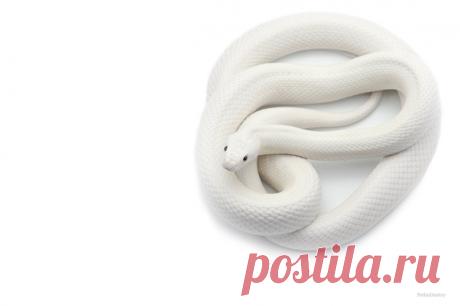 Белоснежный крысиный полоз. Автор фото – Дмитрий: nat-geo.ru/community/user/223331