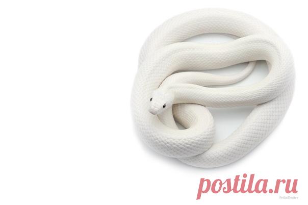 Белоснежный крысиный полоз. Автор фото – Дмитрий: nat-geo.ru/community/user/223331