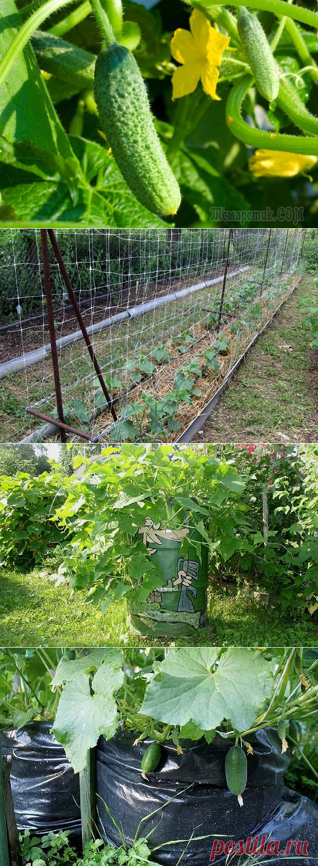 4 способа выращивания огурцов на маленьком участке