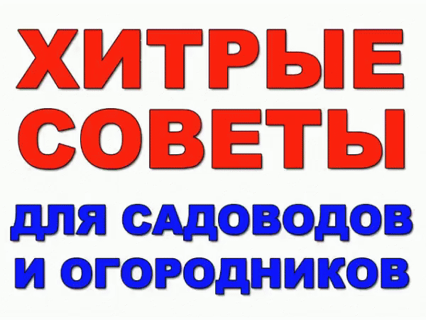 Хитрые советы для садоводов и огородников
1. Свекла любит полив методом дождевания и частые, но осторожные рыхления.
2. После второго прореживания свеклу подкармливают минеральными удобрениями.
3. Лучше всего свекла растет на нешироких грядках, шириной в 3 ряда максимум с расстояниями между растений от 15-17 см.
4. Пока у моркови не появились всходы, ее поливают регулярно. Когда появятся всходы, их 12-15 дней лучше не поливать, за исключением засушливых дней. Это дает возможность корням уйти