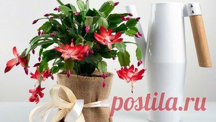 Цветок декабрист: выращивание и уход в домашних условиях