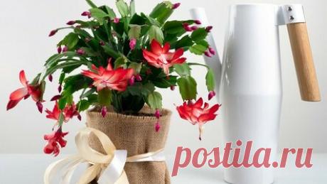 Цветок декабрист: выращивание и уход в домашних условиях