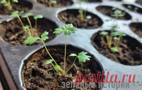 Чем подкормить рассаду земляники после пикировки, чтобы летом кусты ломились от ягод | Зелёные истории | Яндекс Дзен